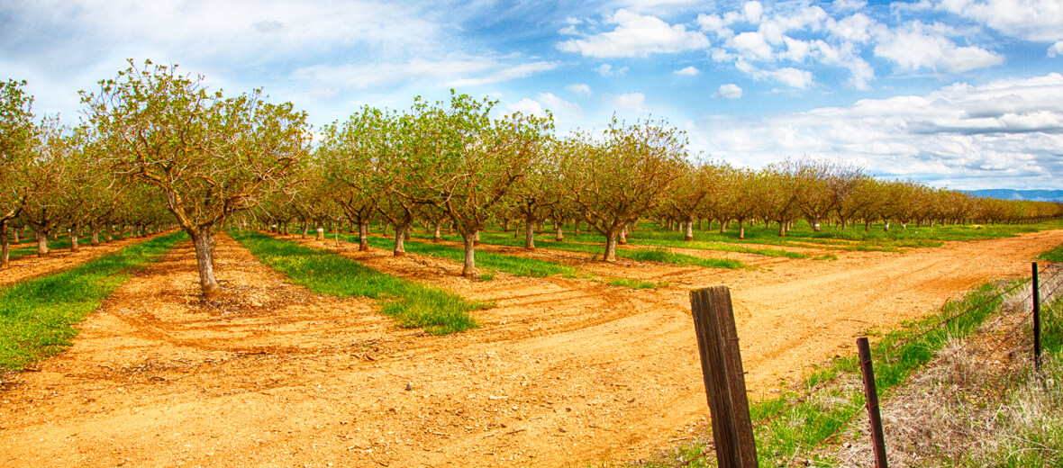 PURCHASE NUTS,PURCHASE ALMONDS,PURCHASE WALNUTS Buyer & Marketer Suncamry