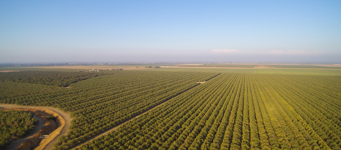 PURCHASE NUTS,PURCHASE ALMONDS,PURCHASE WALNUTS Buyer & Marketer Suncamry