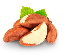 Brazil Nut